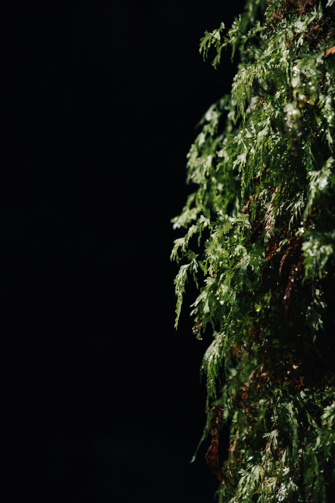 landscape — forest